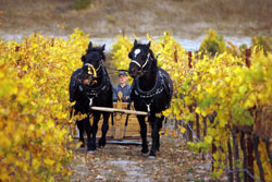 golden vines horse team