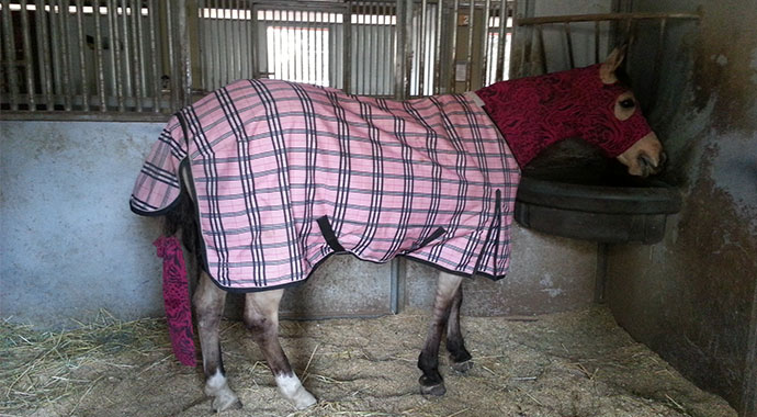 Horse-Blanketing-In-San-Luis-Obispo-Part-3
