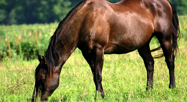 bay-horse-grazing-in-pasture