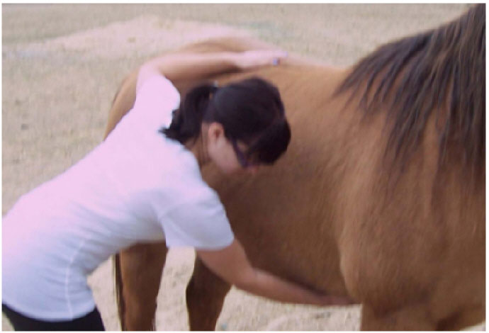 horse-calming-techniques