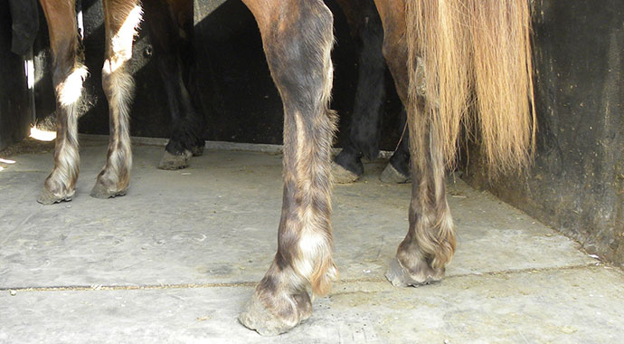 horse-Hooves-and-trailer-floor