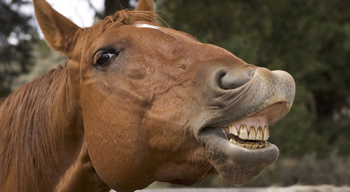 Smile! An In-Depth Look Into Your Horse’s Mouth - Part 1 | SLO Horse News