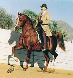 The Arabian horse Padron under saddle