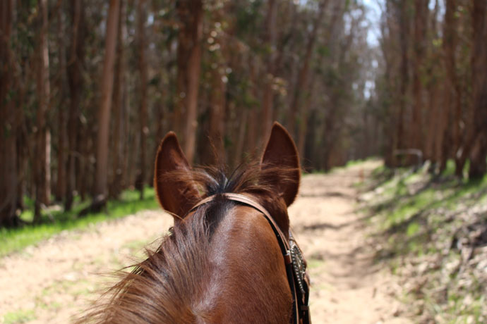 Montana de Oro Horse Ears on the Trail
