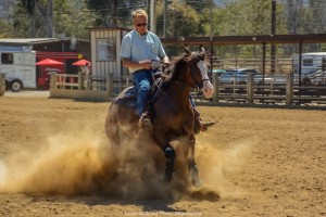 The Arabian Horse Could be Your Perfect Partner | SLO Horse News