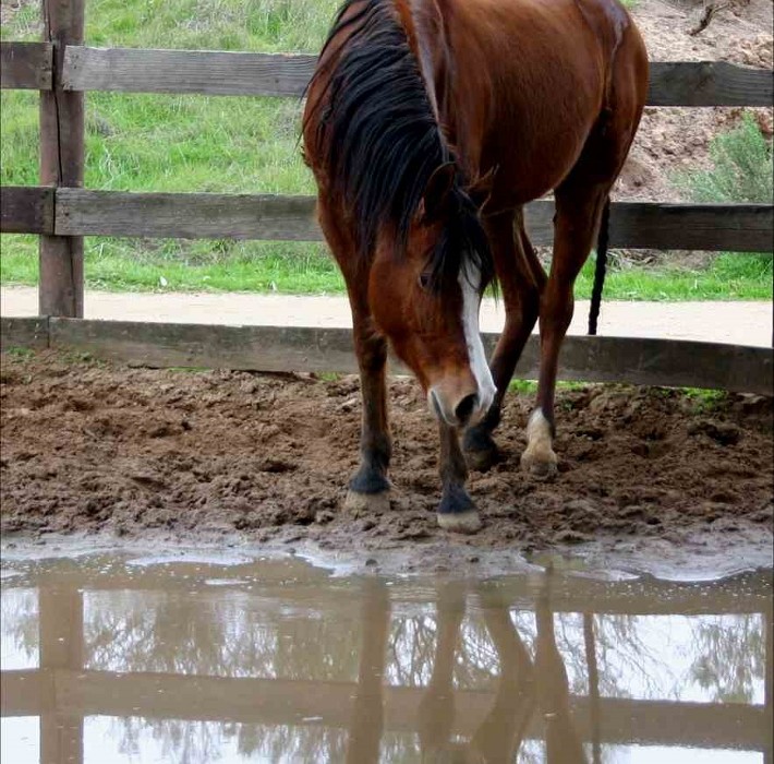 Rainy Day Actvity Ideas for Getting Your Horse Out | SLO Horse News
