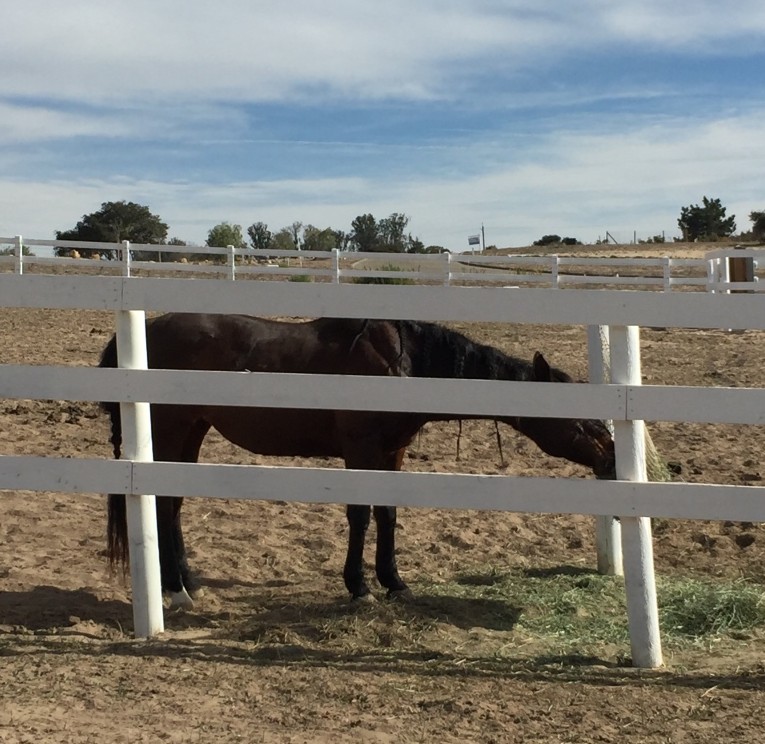 Feeding Horses is an Art . . . and a Science | SLO Horse News