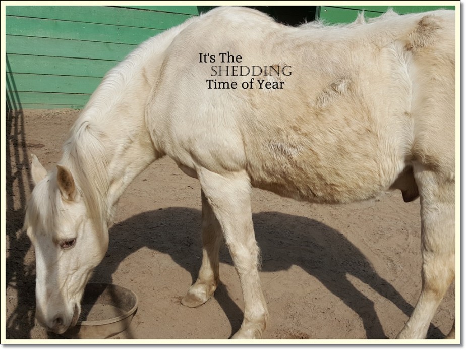 Shedding And Ticks, When Do Horses Shed Winter Coat