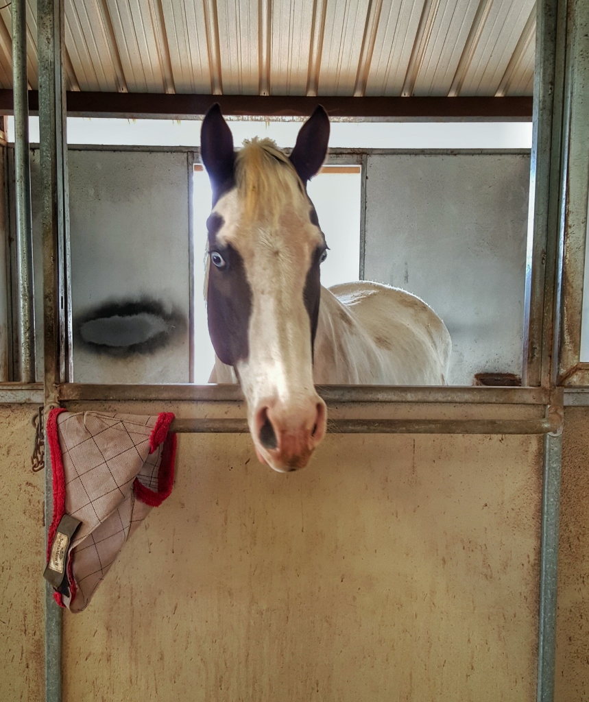 Treating horse in barn (859x1024)