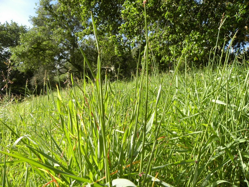 grass habitat for ticks A 2016-03-03 002 (1024x768)