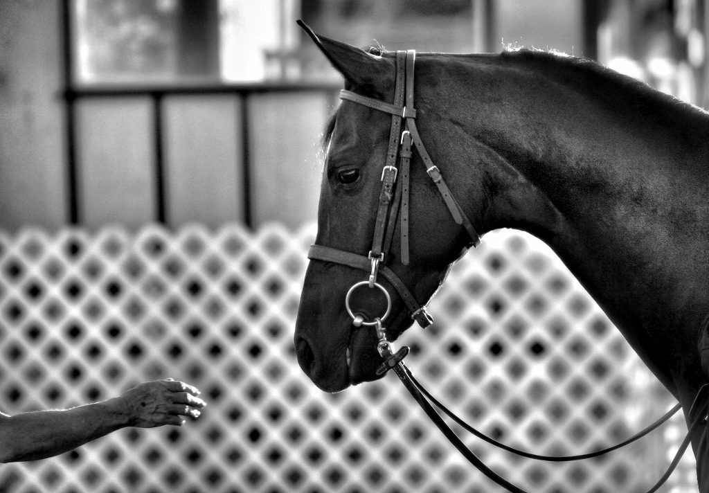 Busting Bad Riding Habits Slo Horse News