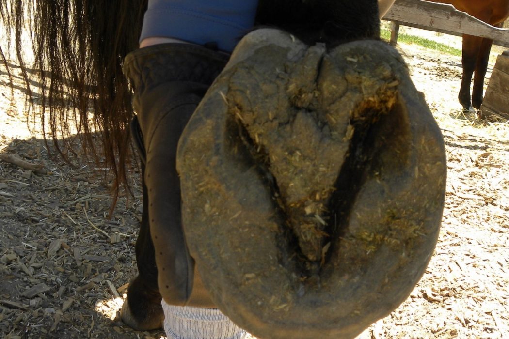 No Hoof, No Horse Put a Stop to Thrush SLO Horse News