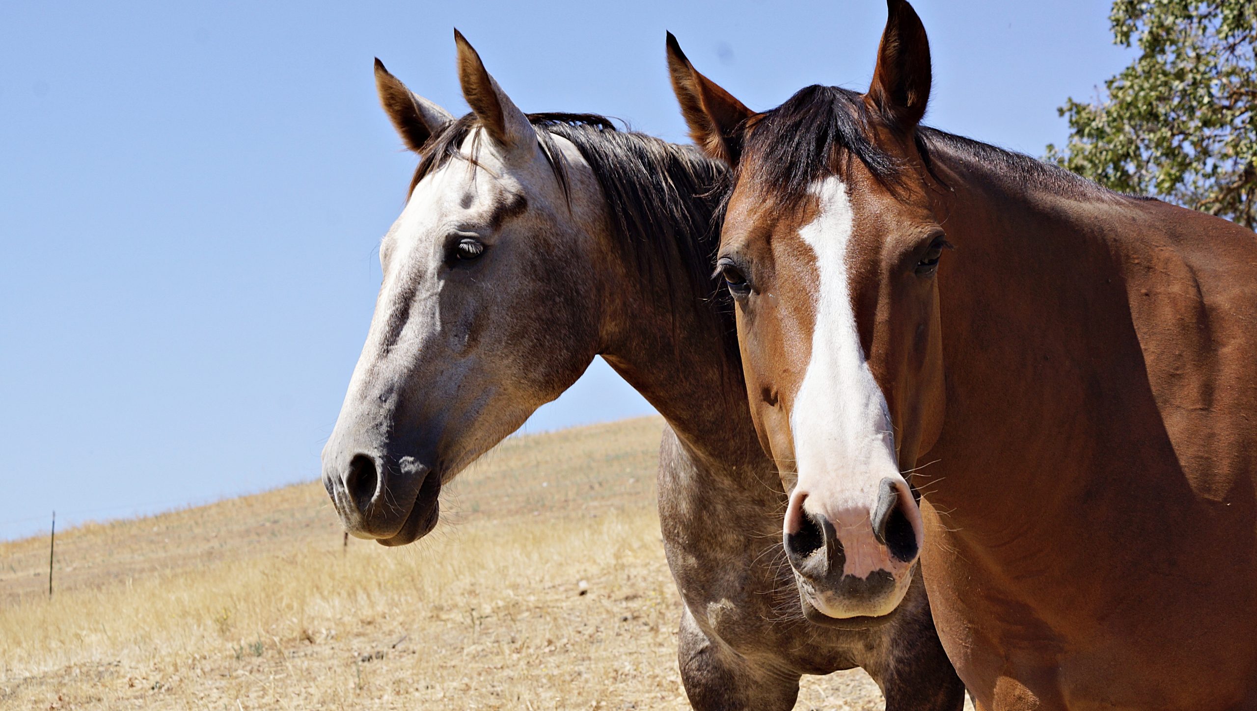 Horse Life : It's Not All About Saddle Time | SLO Horse News