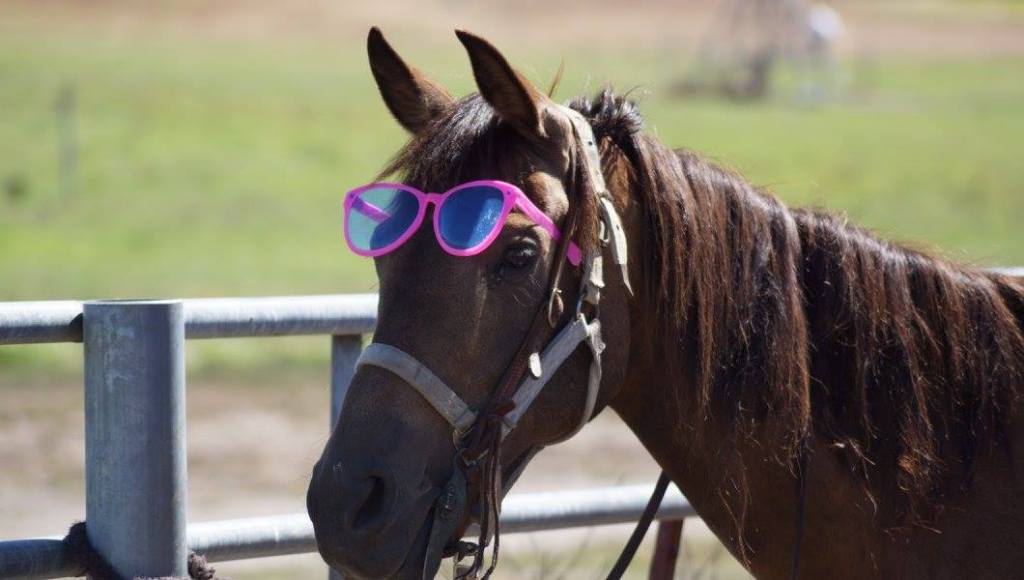 Four Fun Horse Facts for You to Figure Out | SLO Horse News
