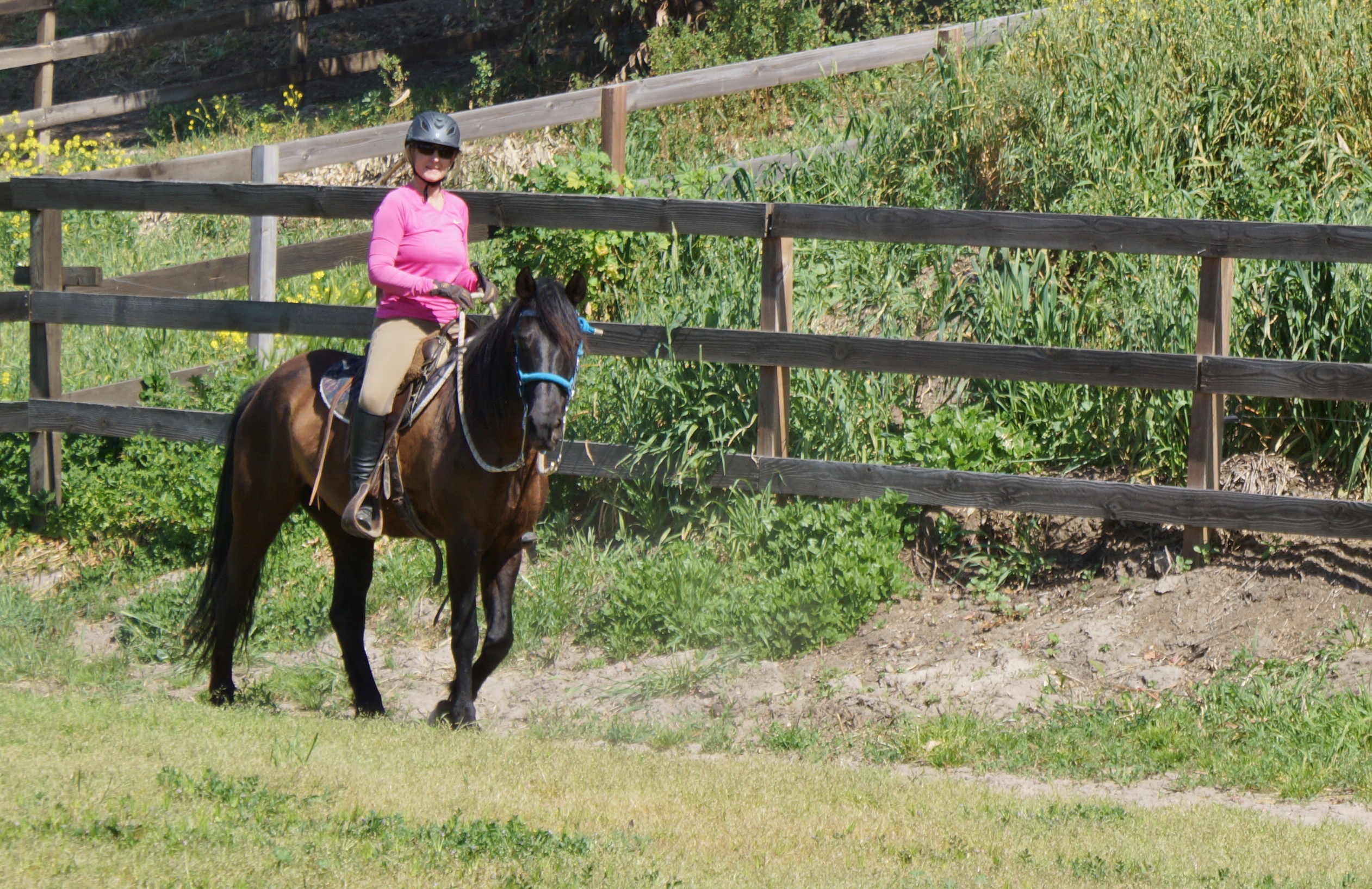 Connecting with the Outside of a Horse | SLO Horse News