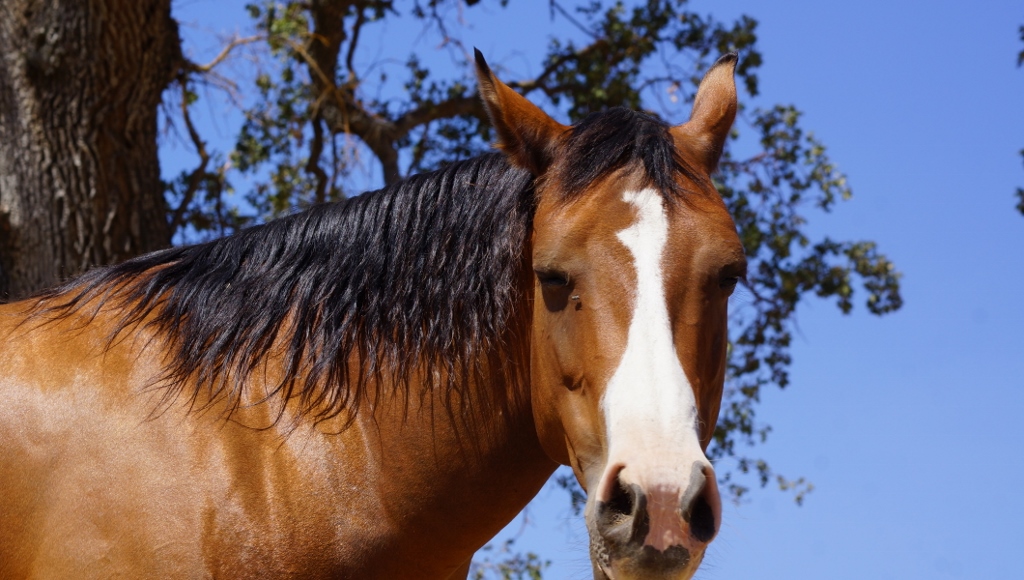 The Flies are Coming, The Flies are Here! | SLO Horse News