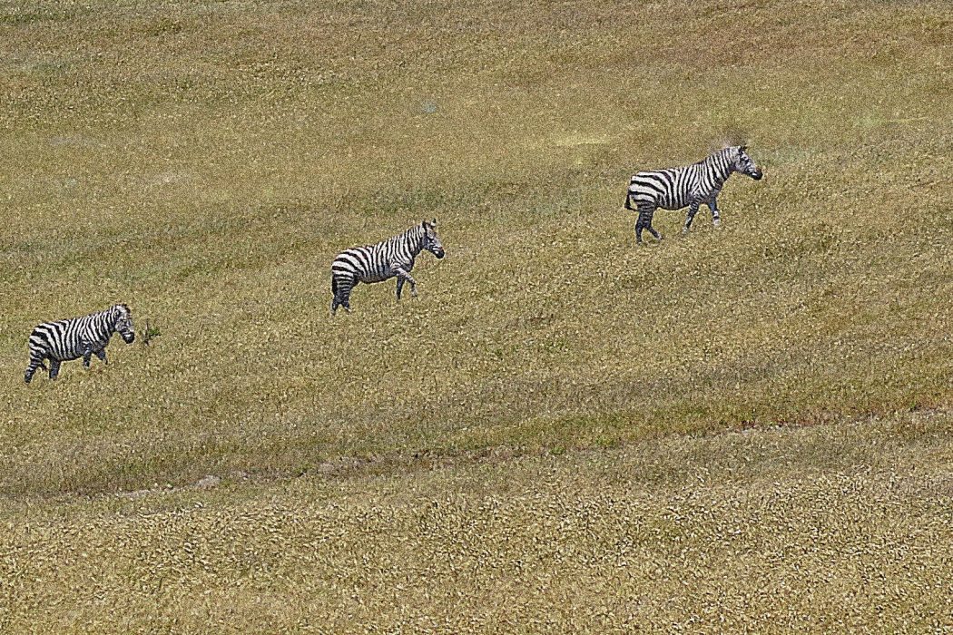 Seeing Stripes - The Secret Band of Central Coast Zebras | SLO Horse News