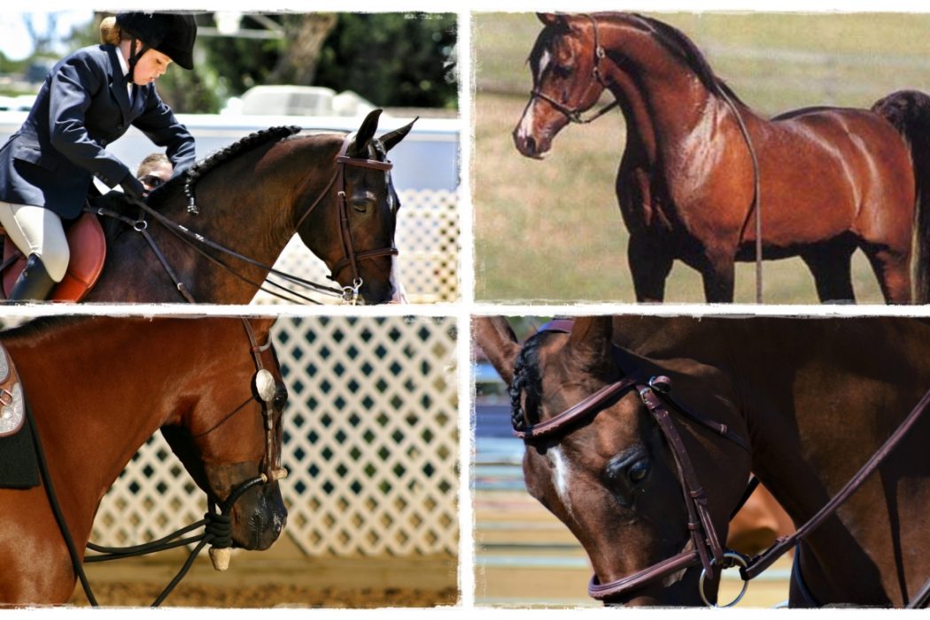 The Arabian Horse Story Collection | SLO Horse News