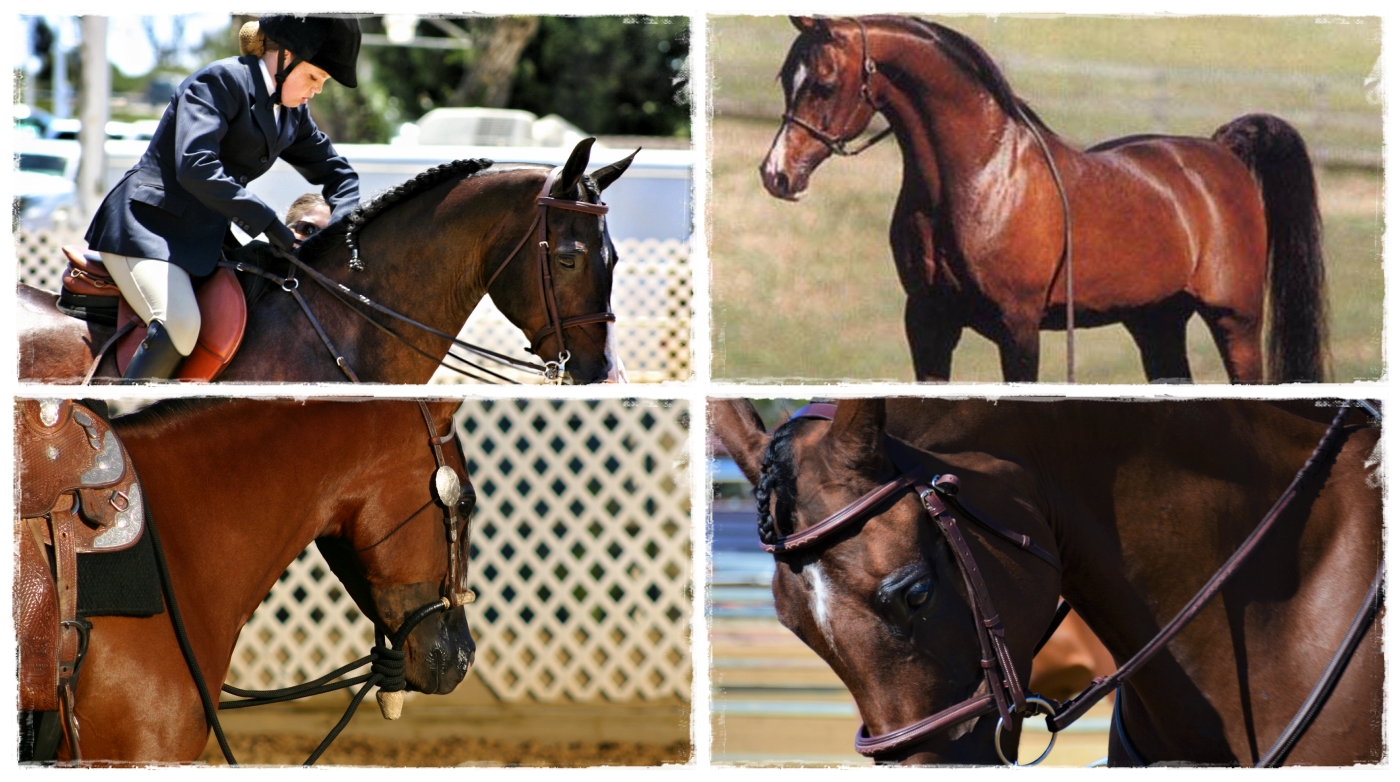 The Arabian Horse Story Collection | SLO Horse News