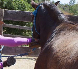 How to Streamline Your Grooming Routine | SLO Horse News