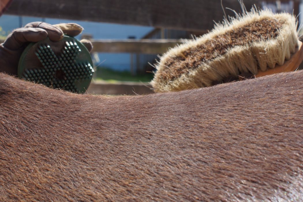 Grooming Your Horse - A Vital Aspect of Horsemanship | SLO Horse News