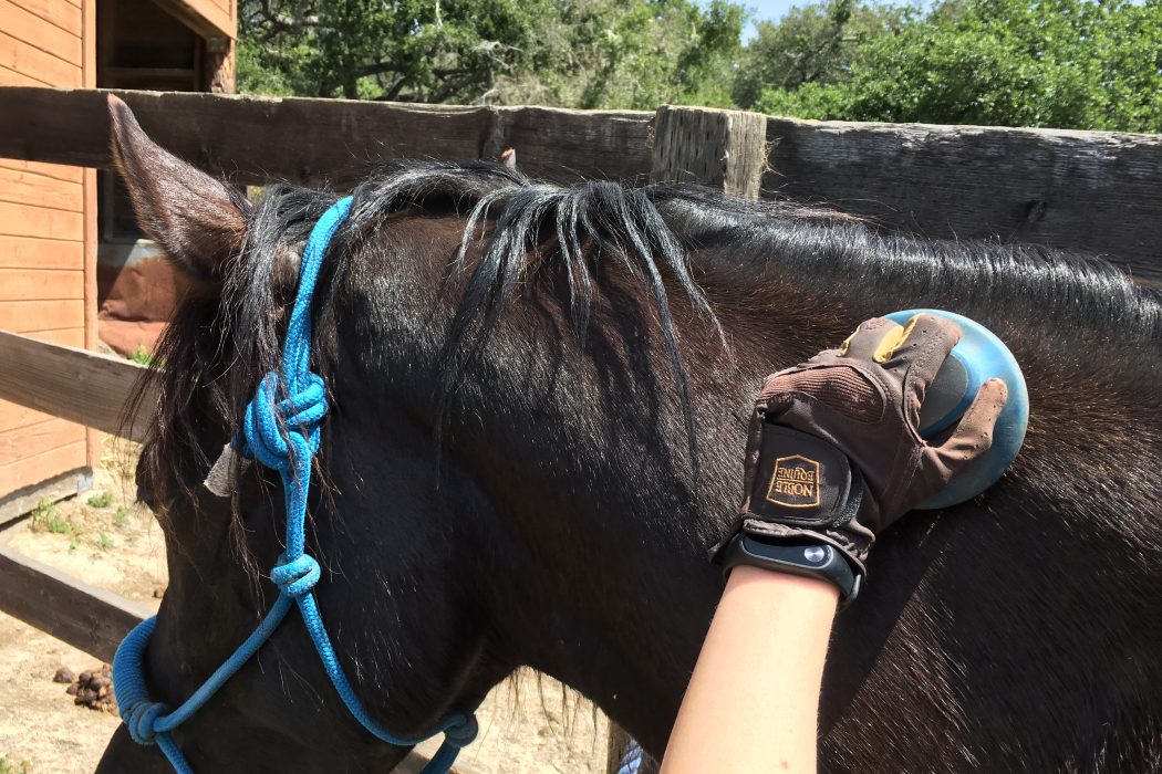 How to Streamline Your Grooming Routine | SLO Horse News