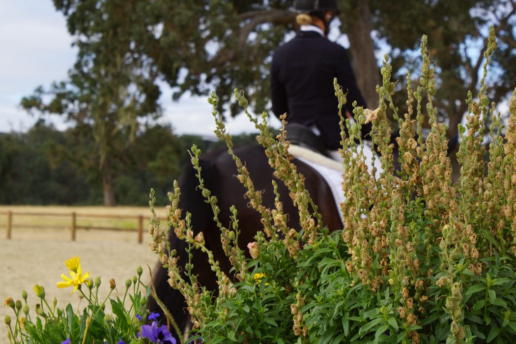 Paso Robles Dressage Summer Classic : A Step on the Path to International Dressage Competition | SLO Horse News