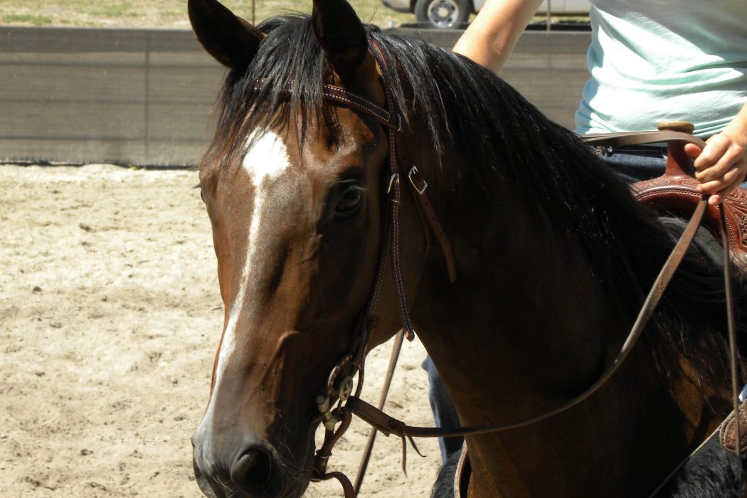 Do Horses Really Decide to be Good or Bad Like Humans? | SLO Horse News