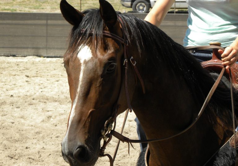 Which Riding Style is Best, English or Western? SLO Horse News