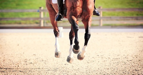 Perfecting the Flying Lead Change Clinic | SLO Horse News