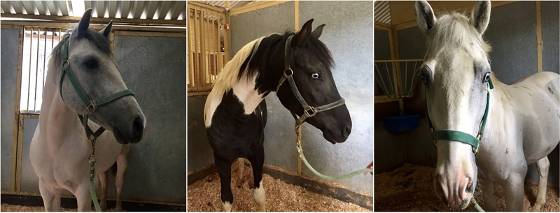 Seized Horses Have Become Adoptable Horses