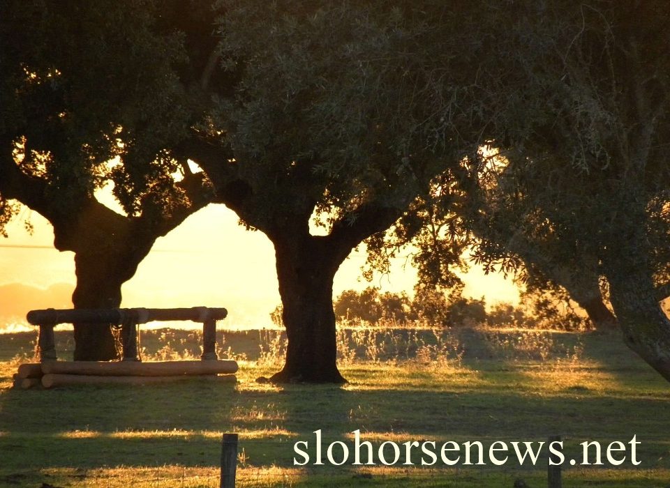 Large Animal Disposal Options in SLO County | SLO Horse News