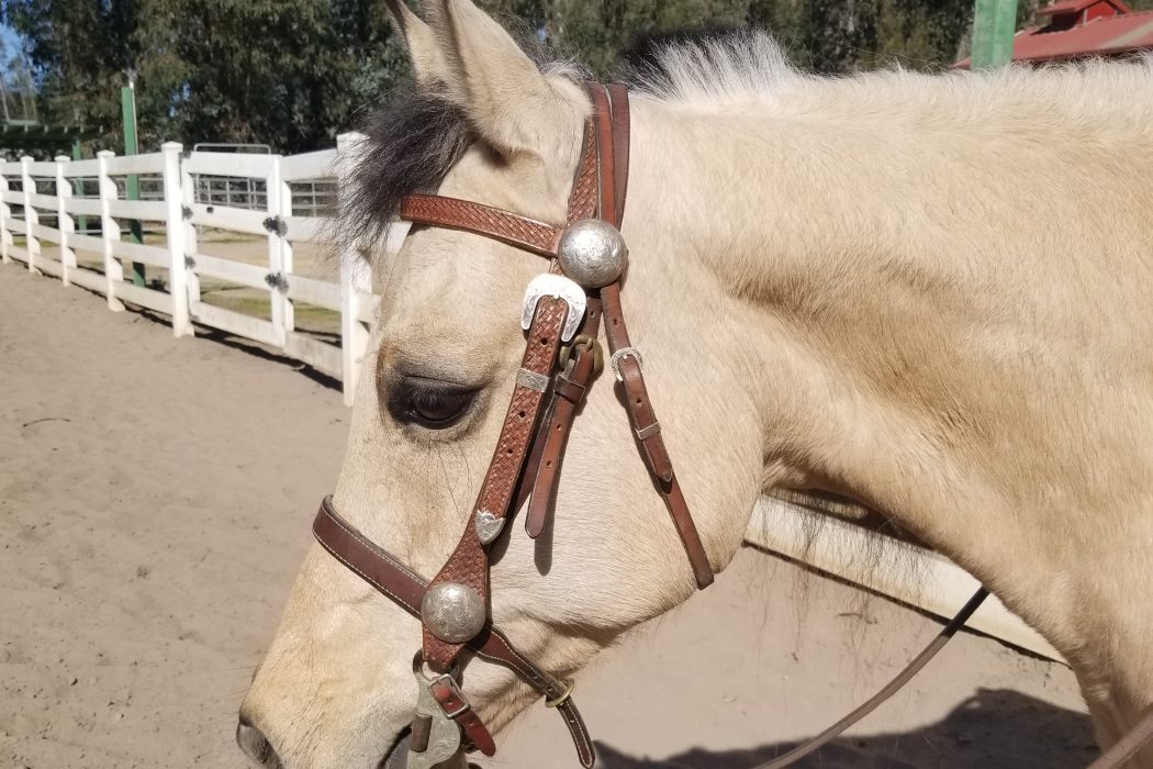 I Forgot My Horse Was Such a Great Friend | SLO Horse News