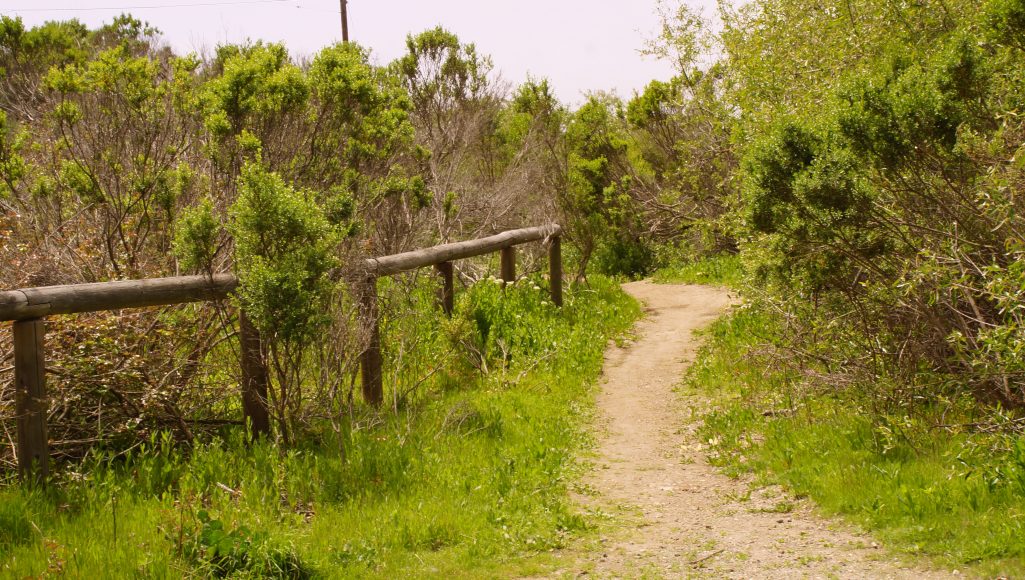Morro Bay Quarry Trail Riding the SLO County Trails SLO Horse News