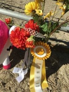 I’m sad too - Yes, Animal Companion Grief Is Real | SLO Horse News 