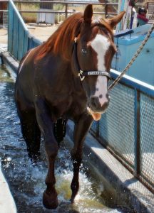 Oasis Equine: Rehab with Results | SLO Horse News