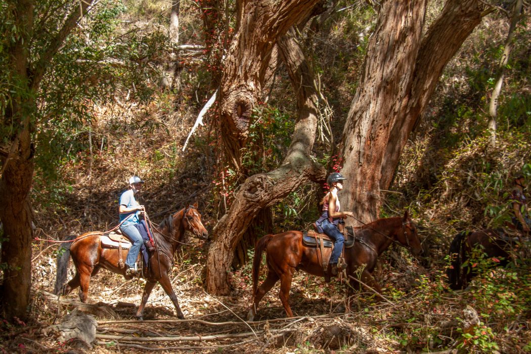 Fun with a Horse Trail Obstacle Course and Other Objectives of a Horse Campout | SLO Horse News