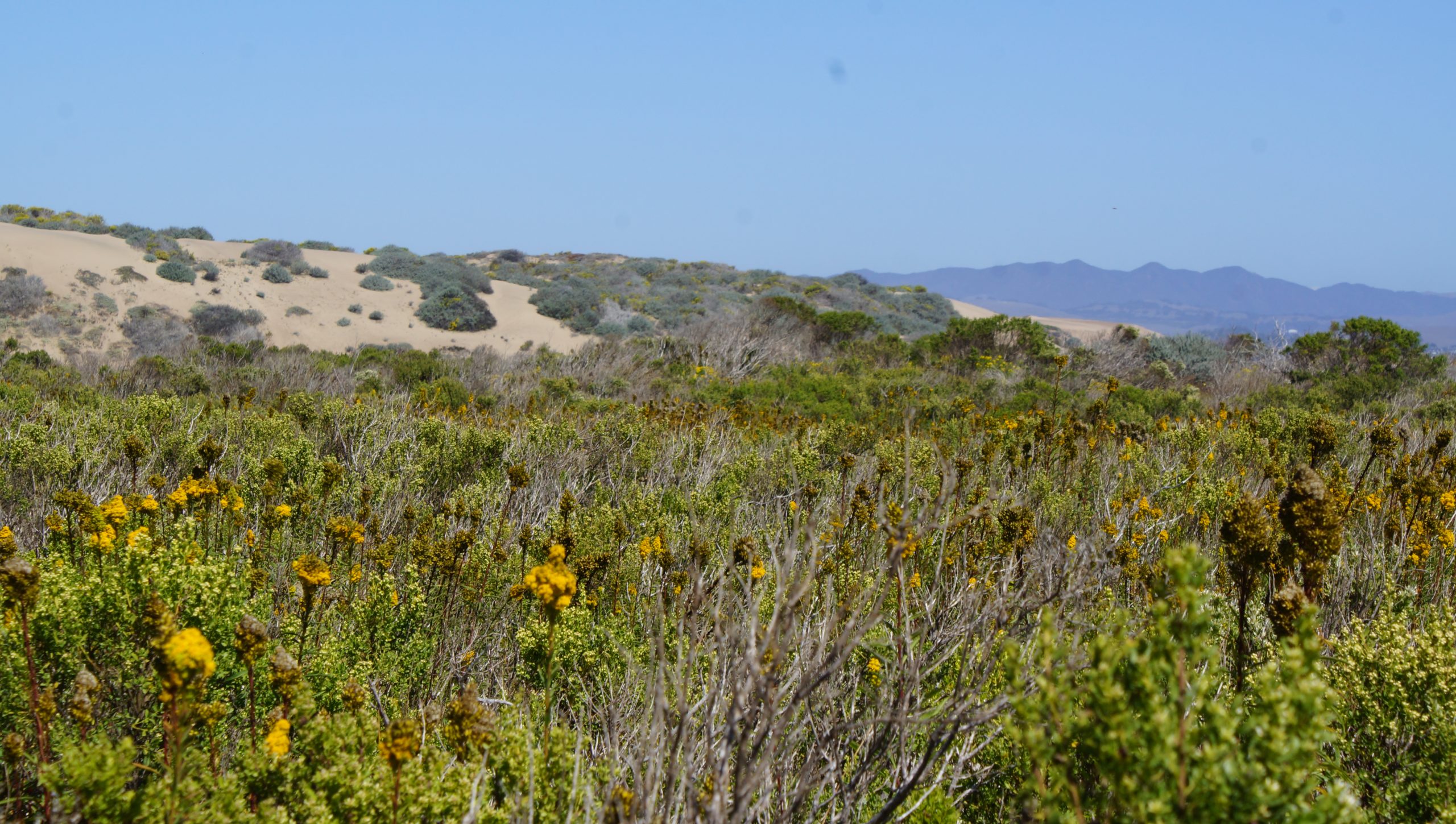 Morro Dunes Trail – Riding the SLO County Trails | SLO Horse News