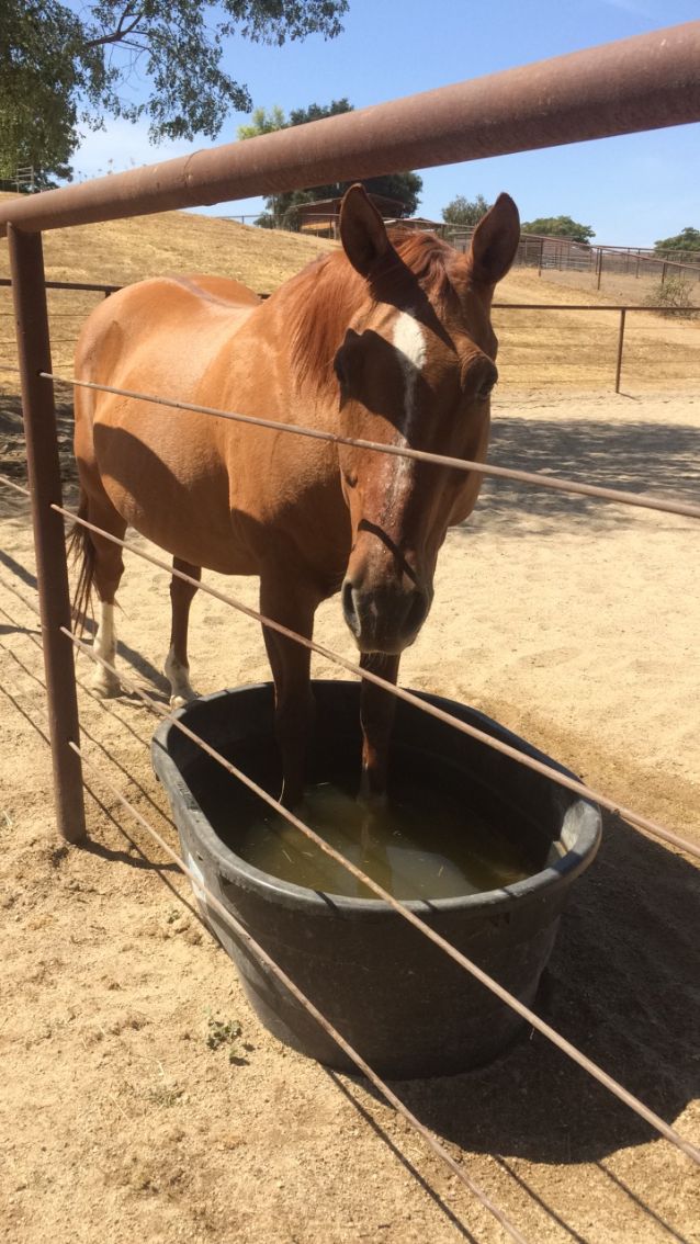 Chief - A Funny, Furry, Therapeutic Horse Friend Needs Our Help | SLO Horse  News