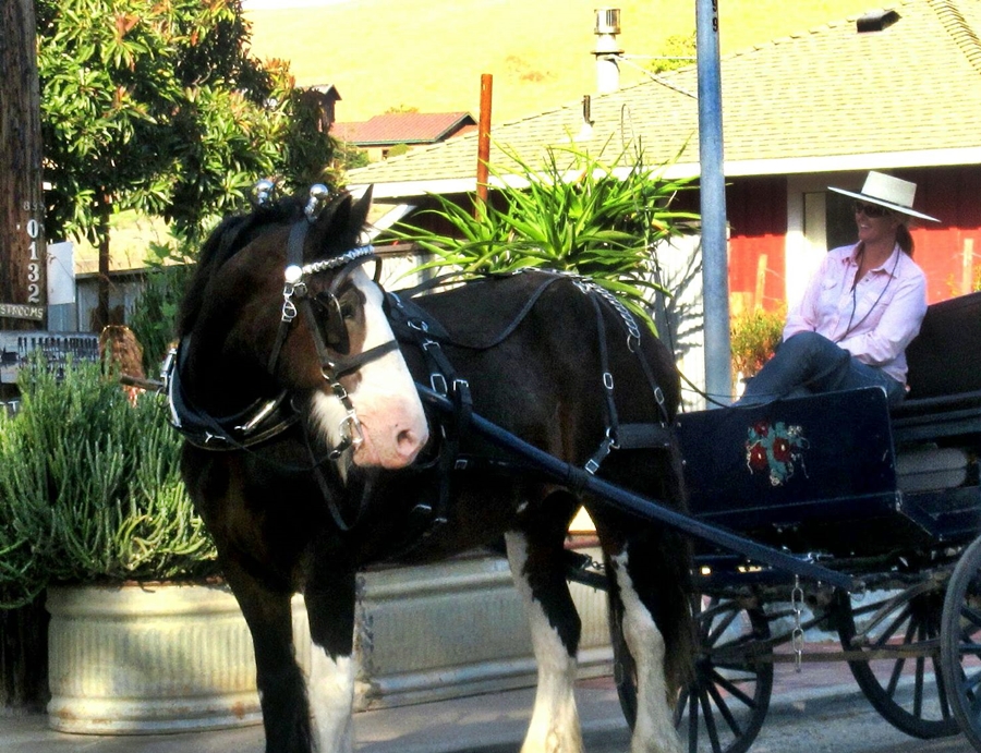 Slow Down and Enjoy a Carriage Ride at the Best of the West Antique Equipment Show | SLO Horse News