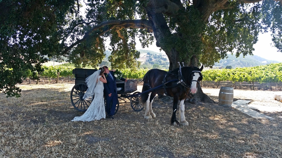 Slow Down and Enjoy a Carriage Ride at the Best of the West Antique Equipment Show  | SLO Horse News 