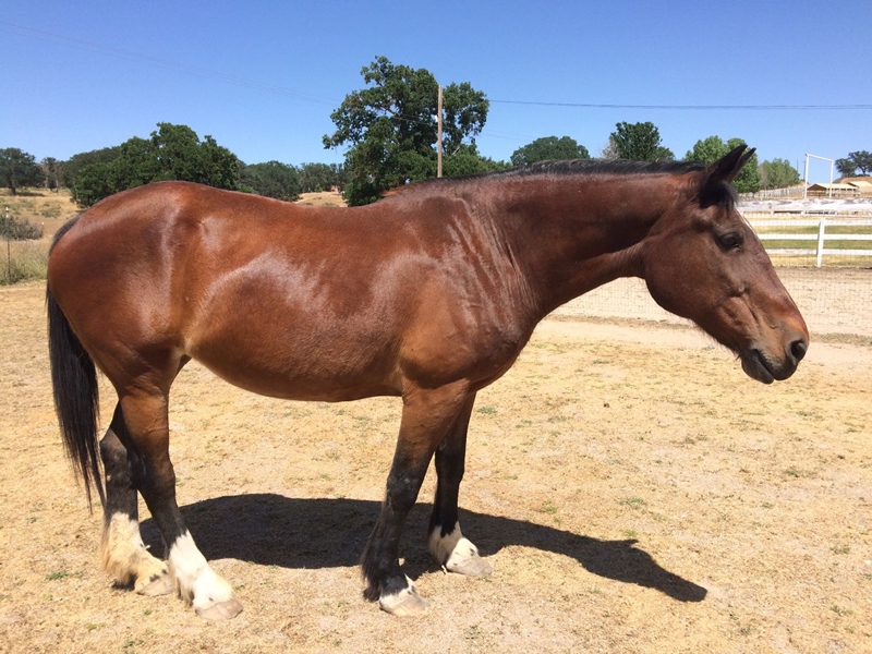 Turning Seized Horses into Adoptable Horses: Redwings Horse Rescue and Sanctuary | SLO Horse News