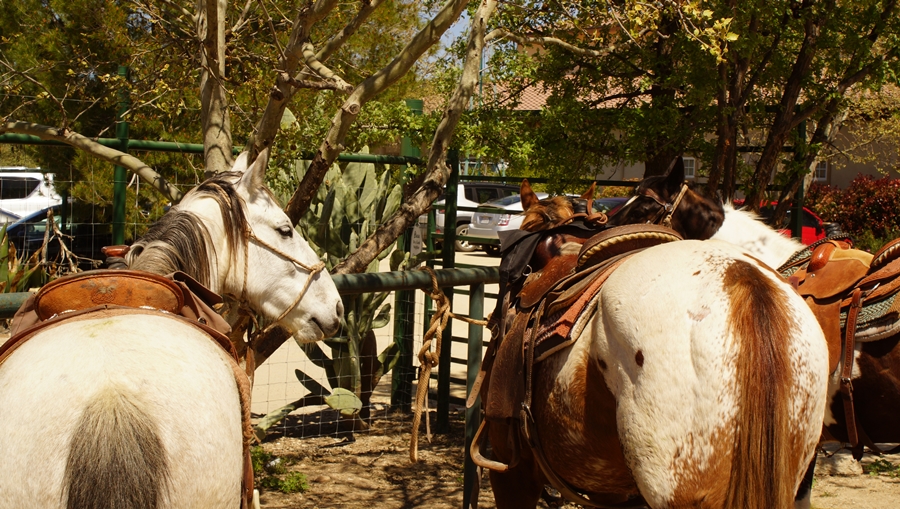 Riding from Cass Winery to Sculpterra Winery : Riding the SLO County Trails | SLO Horse News