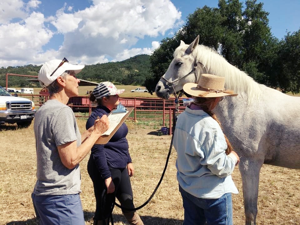 Learning About and Loving Long Distance Riding  | SLO Horse News 