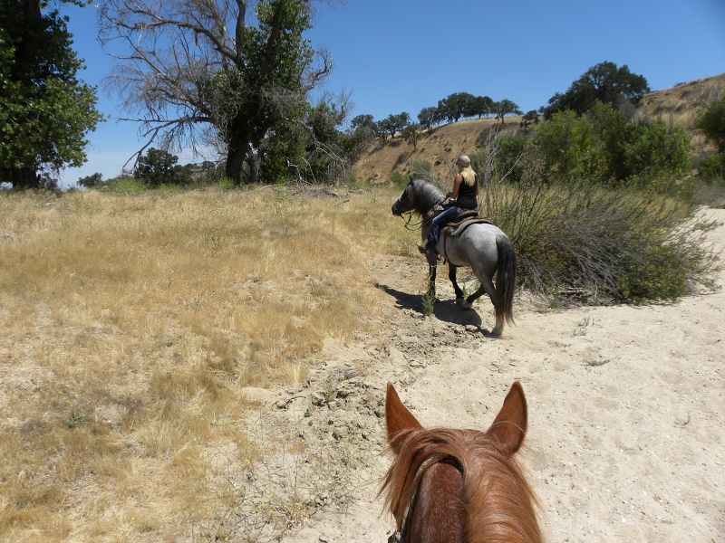 Riding from Cass Winery to Sculpterra Winery : Riding the SLO County Trails | SLO Horse News