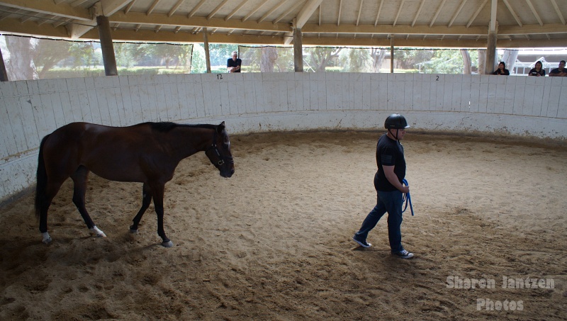 Horses Help Heal People Emotionally – Horse Sense & Healing | SLO Horse News