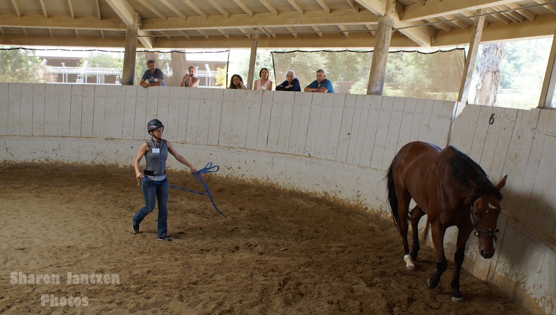 Horses Help Heal People Emotionally – Horse Sense & Healing  | SLO Horse News 