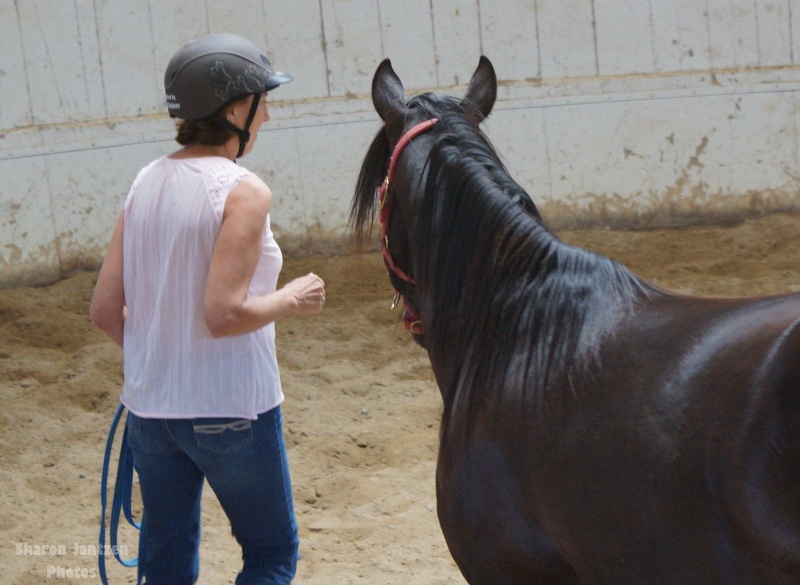 Horses Help Heal People Emotionally – Horse Sense & Healing  | SLO Horse News 