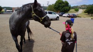 Common Mistakes Horsemen Make Tying Up and Leading a Horse | SLO Horse News