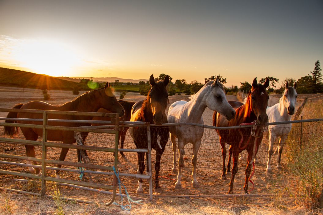 30 Plus Arabian Horses Available for Adoption
